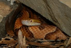 copperhead