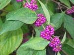 beautyberry2